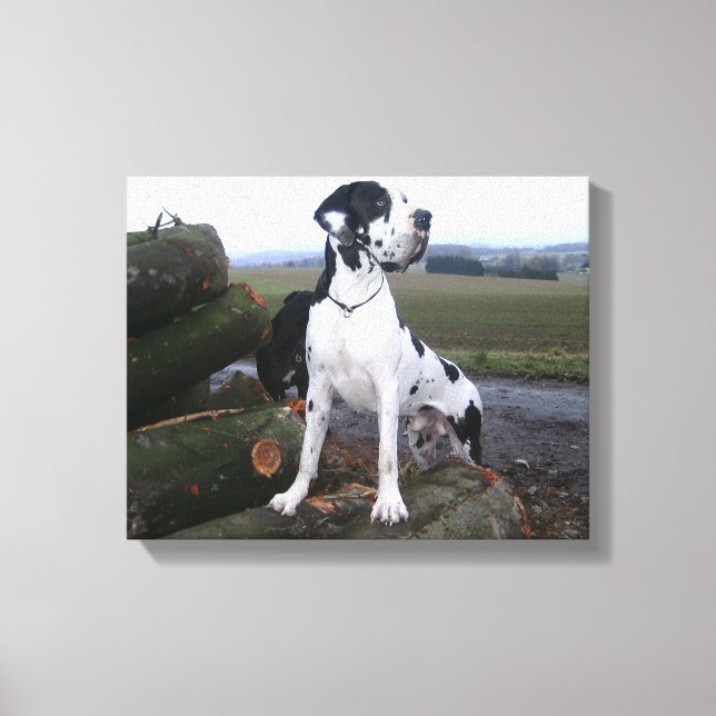 Deutsche Dogge, Great Dane, Dogs, Dogue Allemand Canvas Print (Front)