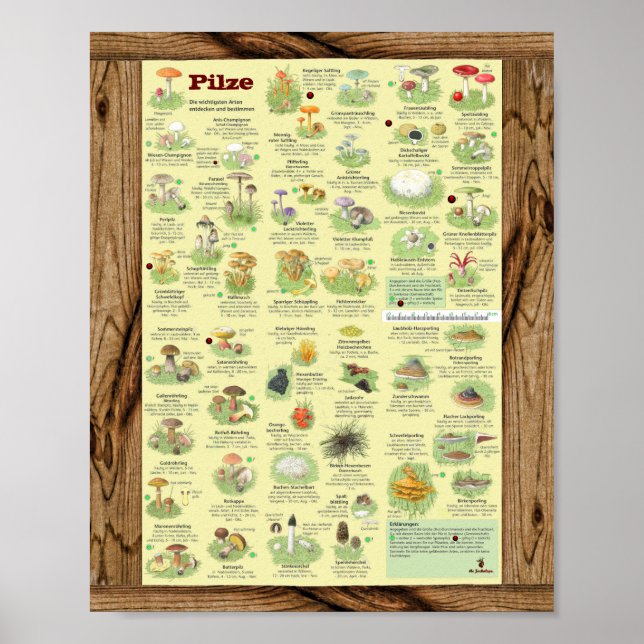" Deutschland: 2020 - Das große PILZe Bestimmungs- Poster (Front)