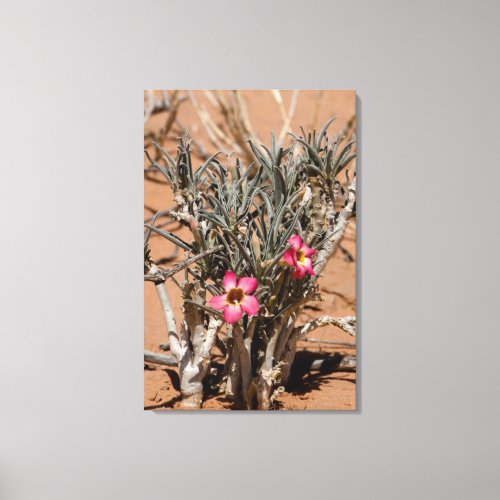 Devil Claw Flowers After Rain In A Desert Canvas Print