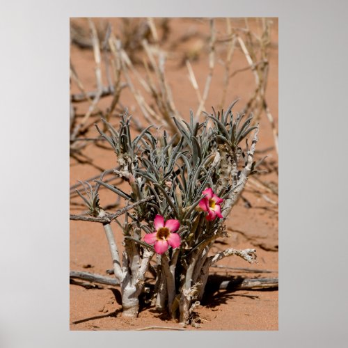 Devil Claw Flowers After Rain In A Desert Poster