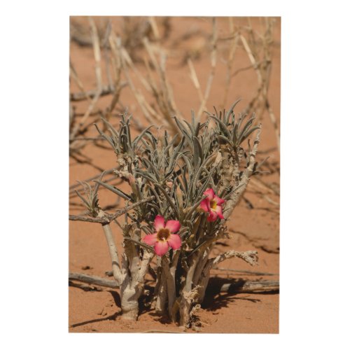 Devil Claw Flowers After Rain In A Desert Wood Wall Decor