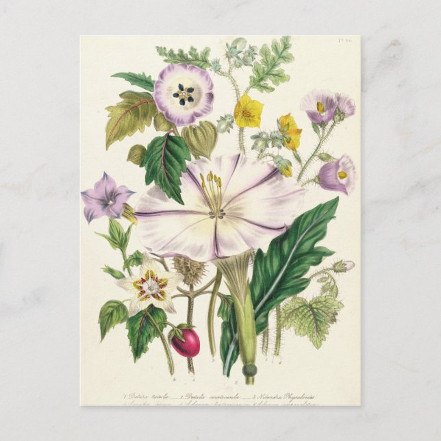 Devil's Trumpet, plate 46 from 'The Ladies' Postcard (Front)