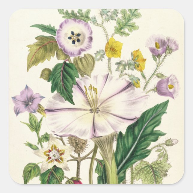 Devil's Trumpet, plate 46 from 'The Ladies' Square Sticker (Front)