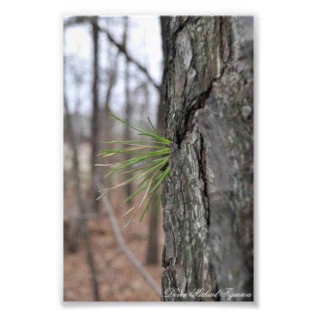 Devin Michael Figueroa 00010 Photo Print (Front)