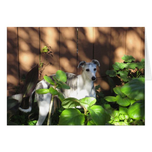 Devo Whippet Cards (Front Horizontal)