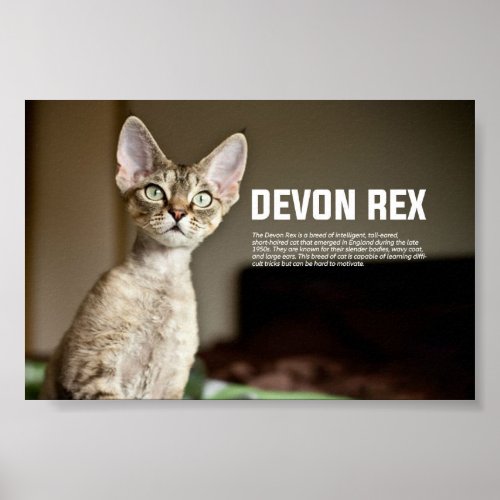 Devon Rex Cat Breed Poster