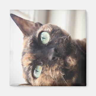 Devon Rex Cat Magnet