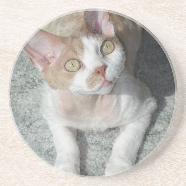 Devon Rex cute Coaster (Front)