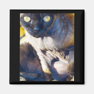 Devon Rex fridge magnet
