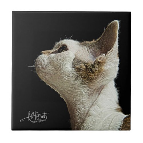 Devon Rex Kitten Tile