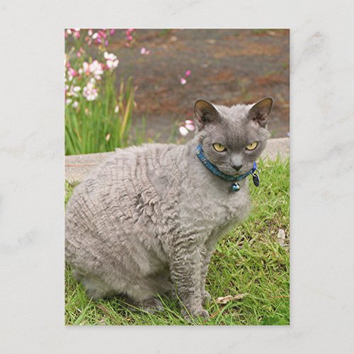 Devon Rex pet cat in garden Postcard