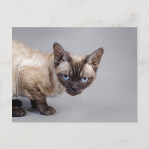 Devon rex postcard