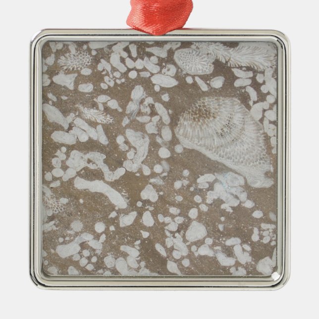Devonian Fossil Brown & White Christmas Ornament (Front)
