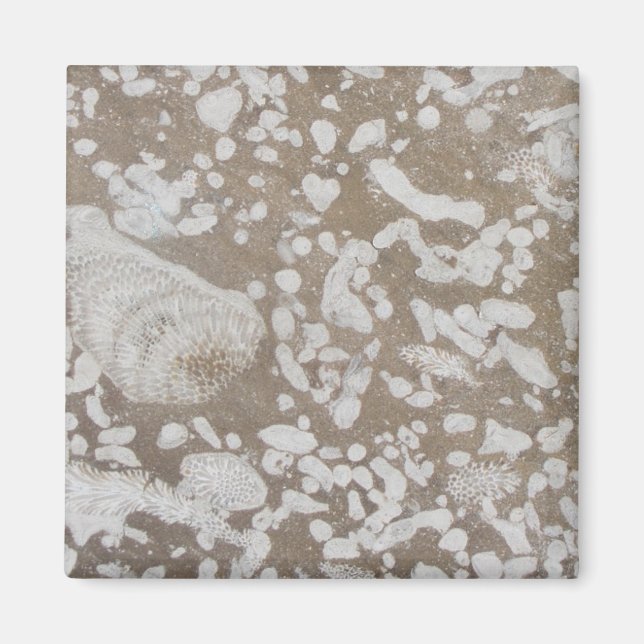 Devonian Fossil Brown & White Magnet (Front)