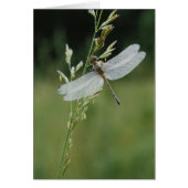 Dew covered Darner Dragonfly (Front)