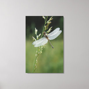 Dew covered Darner Dragonfly Canvas Print
