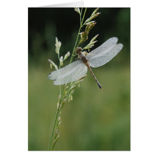 Dew covered Darner Dragonfly Cards (Front)