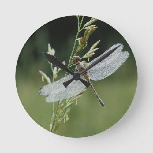 Dew covered Darner Dragonfly Round Clock