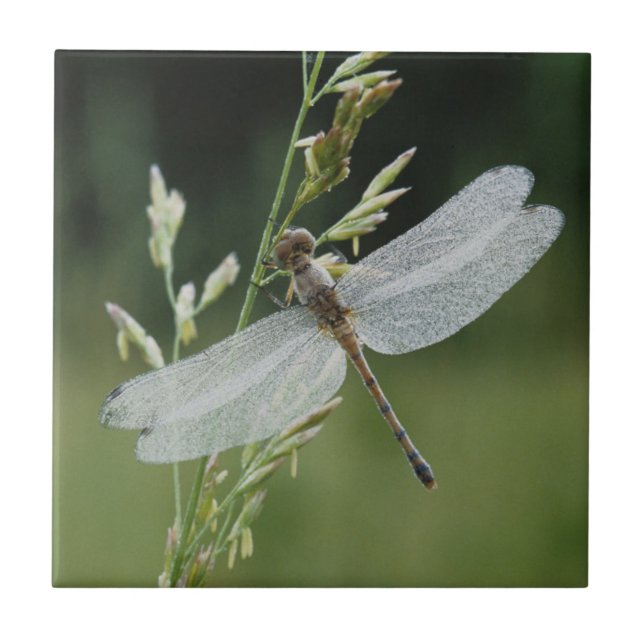 Dew covered Darner Dragonfly Tile (Front)