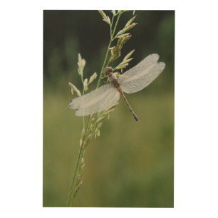 Dew covered Darner Dragonfly Wood Wall Decor