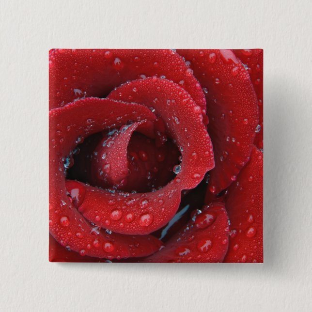 Dew covered red rose decorating grave site in button (Front)