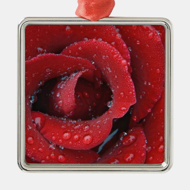 Dew covered red rose decorating grave site in metal ornament (Front)