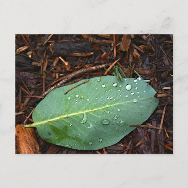 Dew Dappled Leaf Postcard (Front)