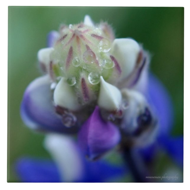 Dew Dappled Lupine Ceramic Tile (Front)