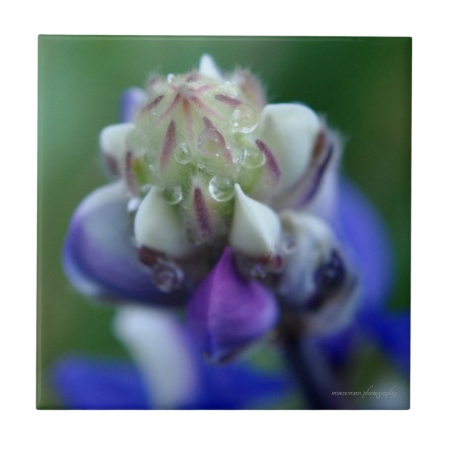 Dew Dappled Lupine Ceramic Tile (Front)
