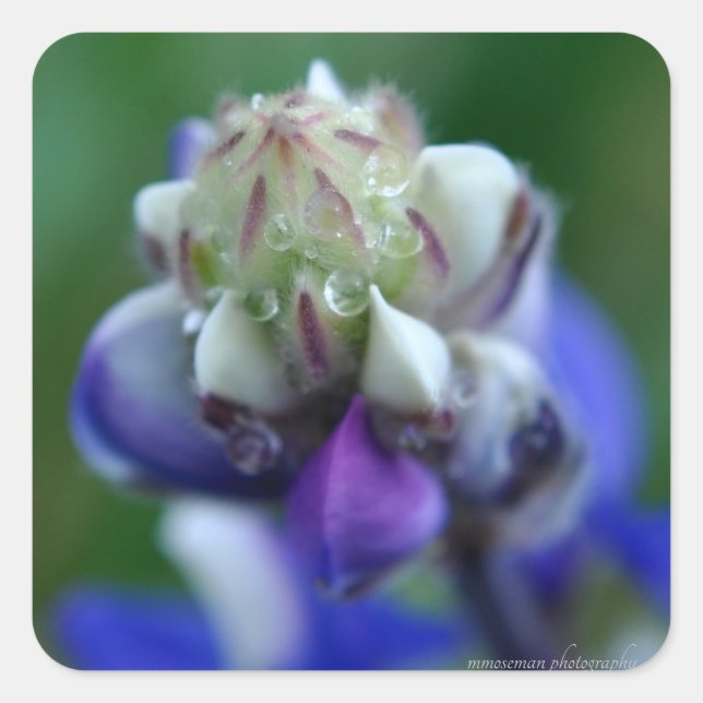 Dew Dappled Lupine Square Sticker (Front)