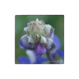 Dew Dappled Lupine Stone Magnet