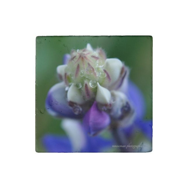 Dew Dappled Lupine Stone Magnet (Front)