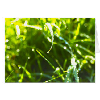 Dew Drop Cards