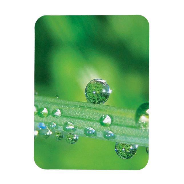 Dew Drop on Green Grass Meditation Magnet (Vertical)