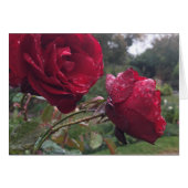 Dew Drop Roses (Front Horizontal)