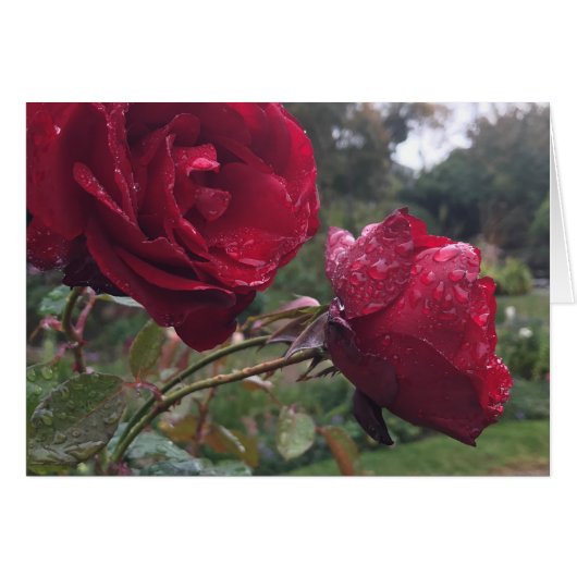 Dew Drop Roses Cards (Front Horizontal)