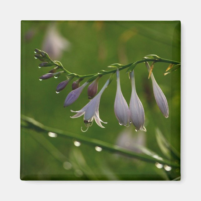 Dew Drops on a hosta blossom Magnet (Front)