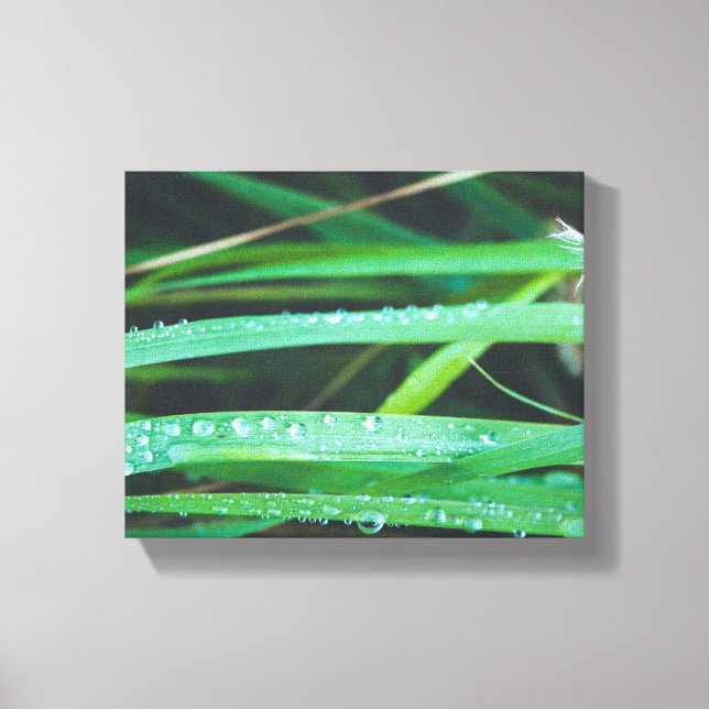 Dew drops on blades of grass canvas print (Front)