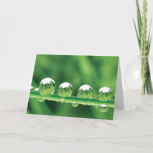 Dew Drops on Green Grass Poetry of Nature Card
