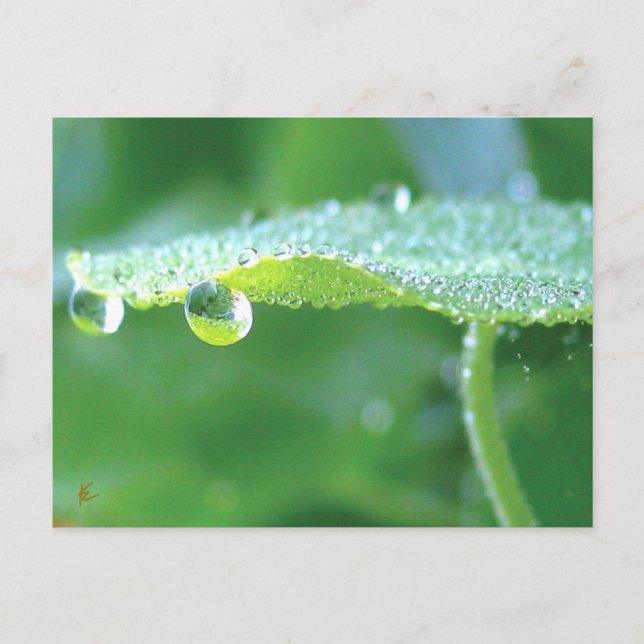 Dew Drops on Green Leaf Story in Nature Postcard (Front)