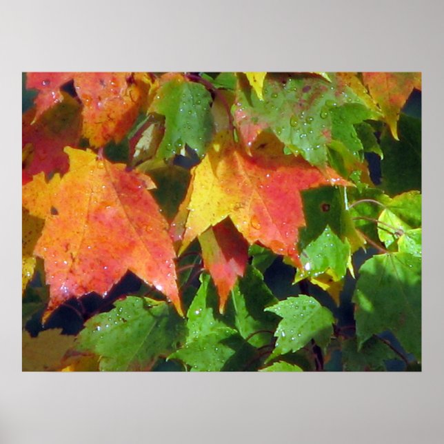 Dew Drops on Maple Poster (Front)