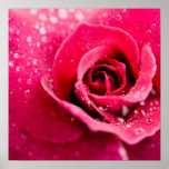 Dew Drops on Rose Poster