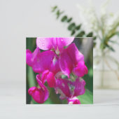 Dew Drops on Sweet Pea (Standing Front)