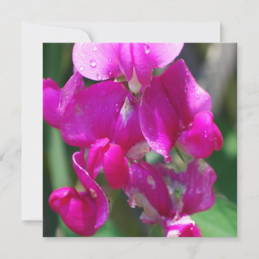 Dew Drops on Sweet Pea (Front)