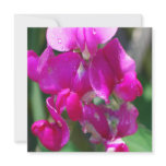 Dew Drops on Sweet Pea