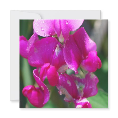 Dew Drops on Sweet Pea