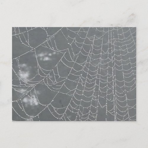 Dew Drops Spider Web DIY Postcard