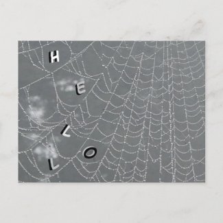 Dew Drops Spider Web HELLO Postcard