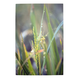 Dew-Kissed Rice Paddy Close-Up in Morning Light Metal Print