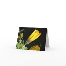 Dew on a Yellow Daisy - Note Card